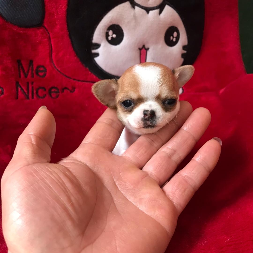 繁殖小体宠物幼犬，买🐶私聊