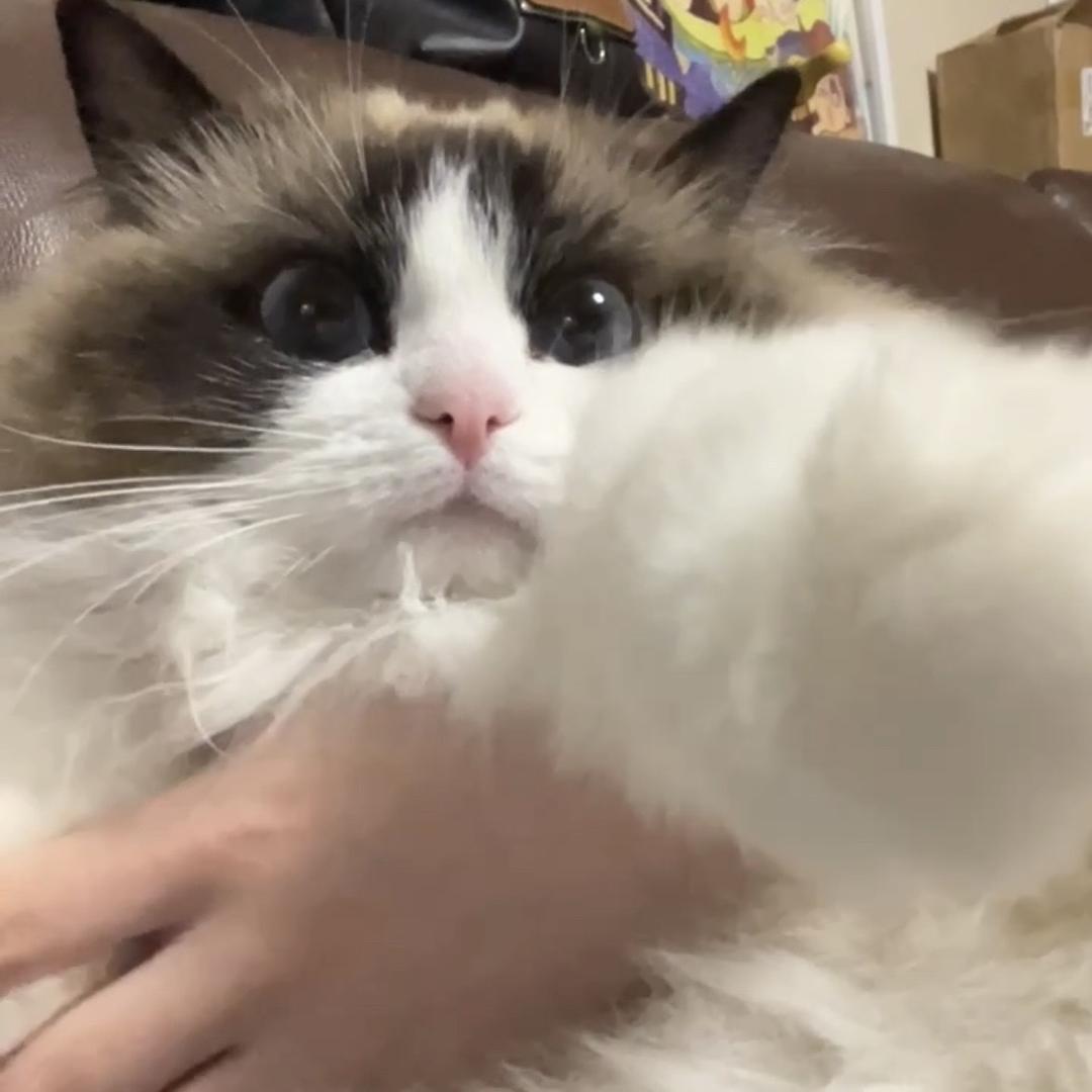 七号小熙