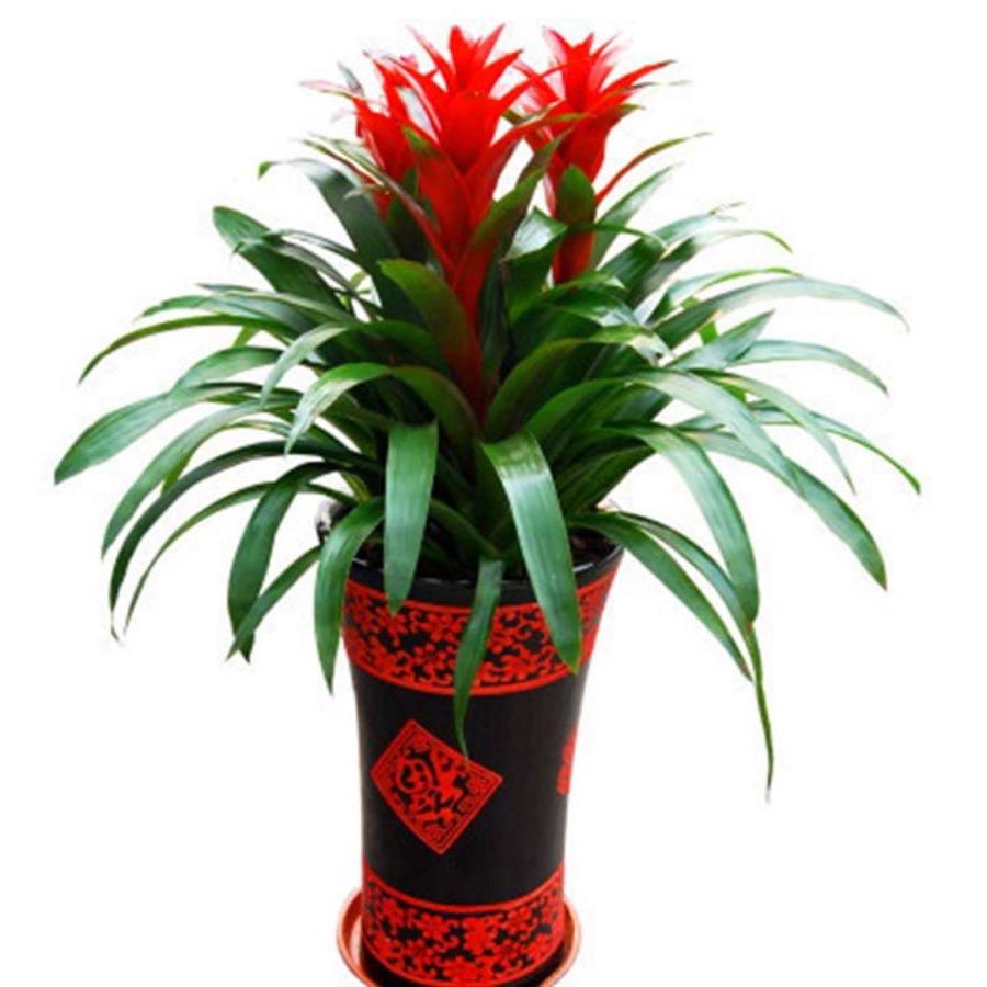 （客天下）园林🤝🤝