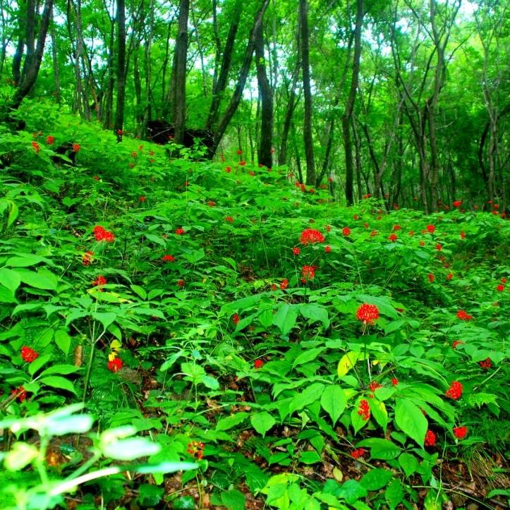 集安市钢鹏参业有限责任公司