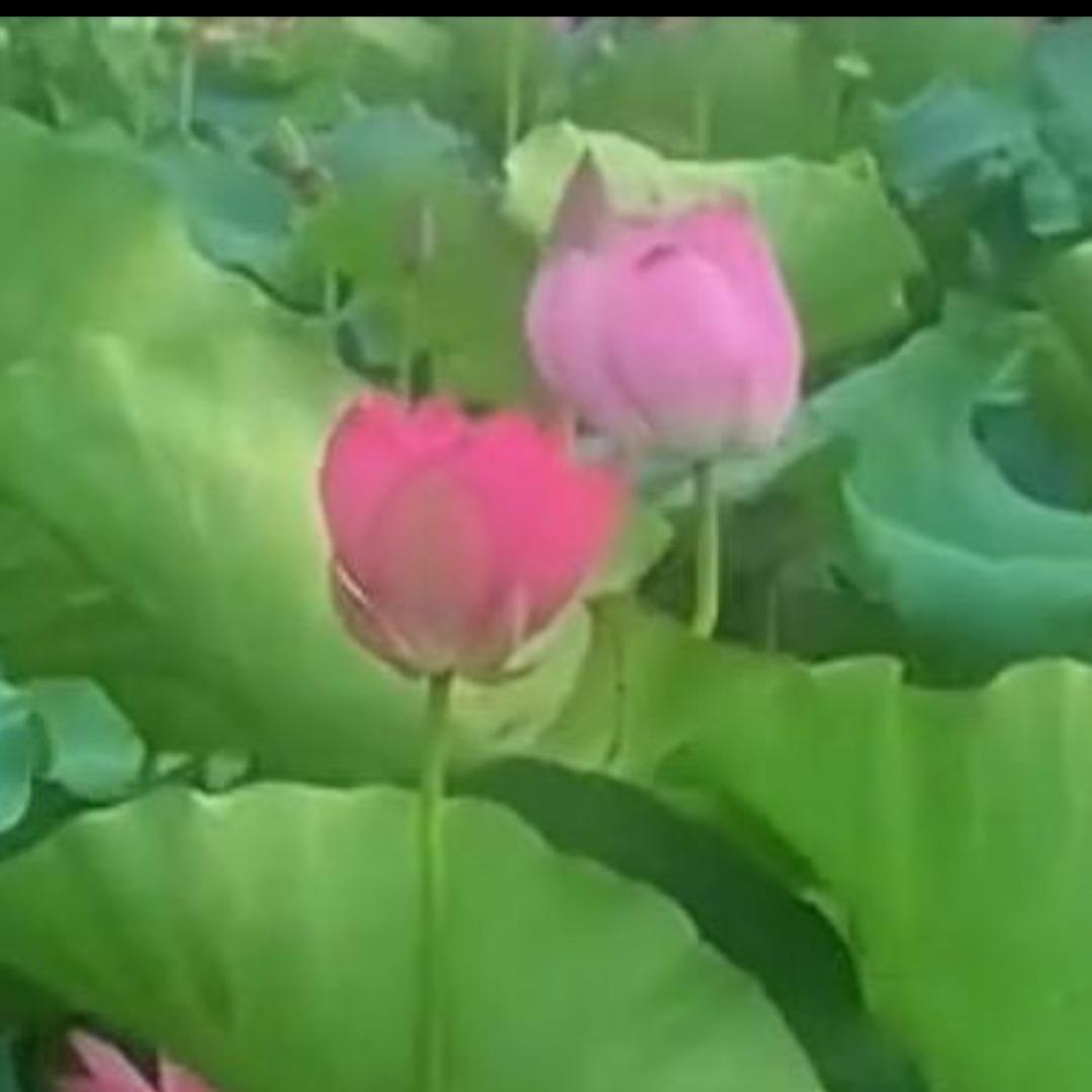 连🌹