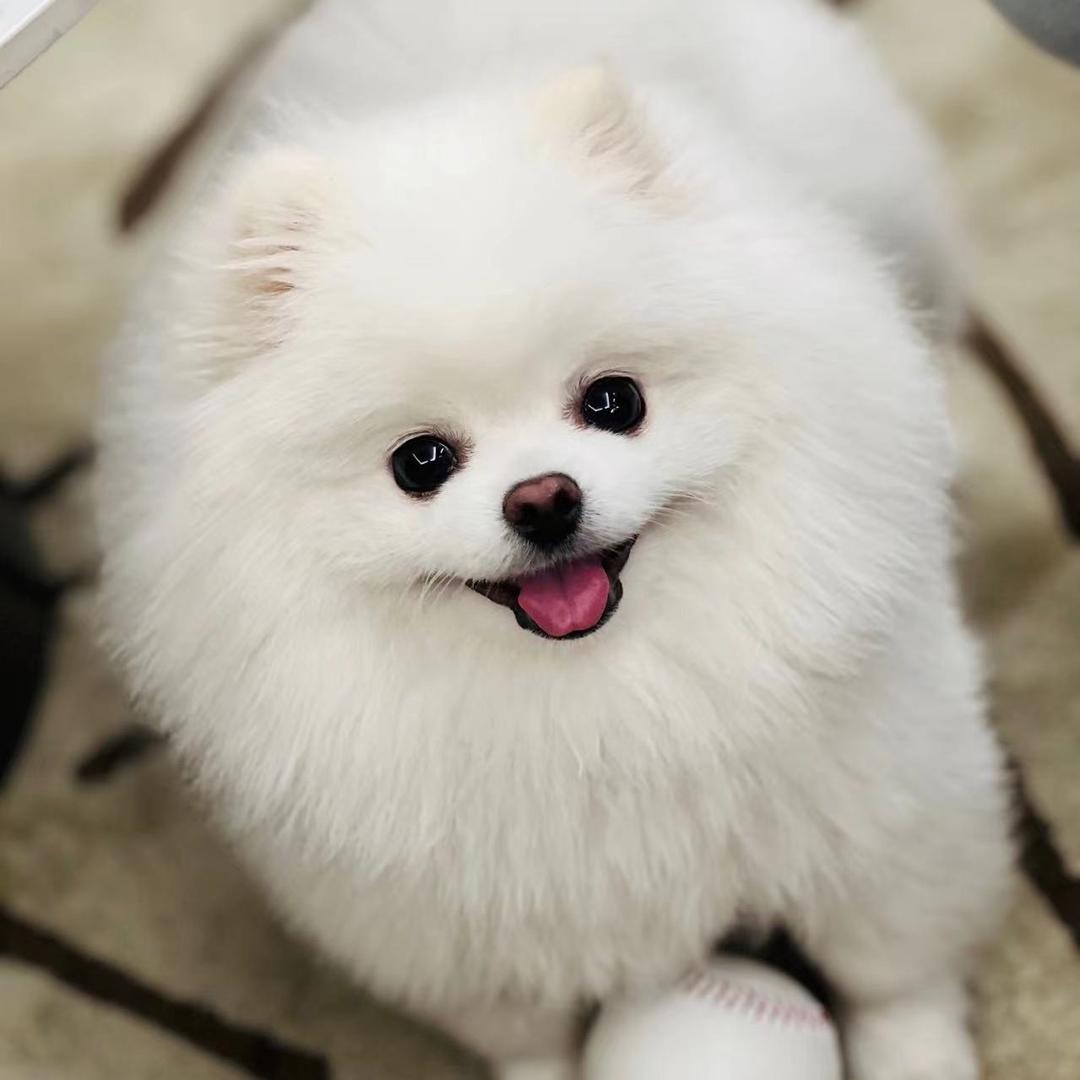 咪咪和小Y