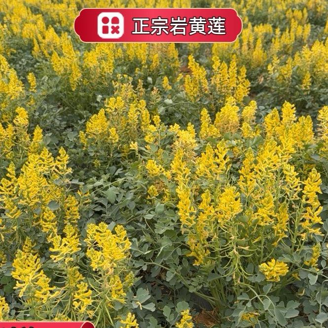 广西农产品土山货