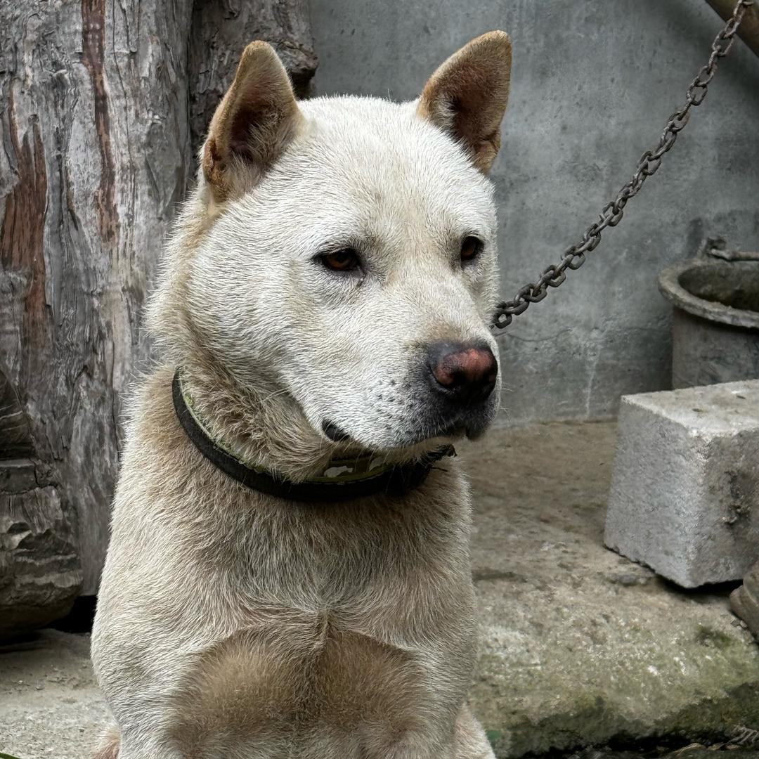 记录贵州三都土猎（小潘）