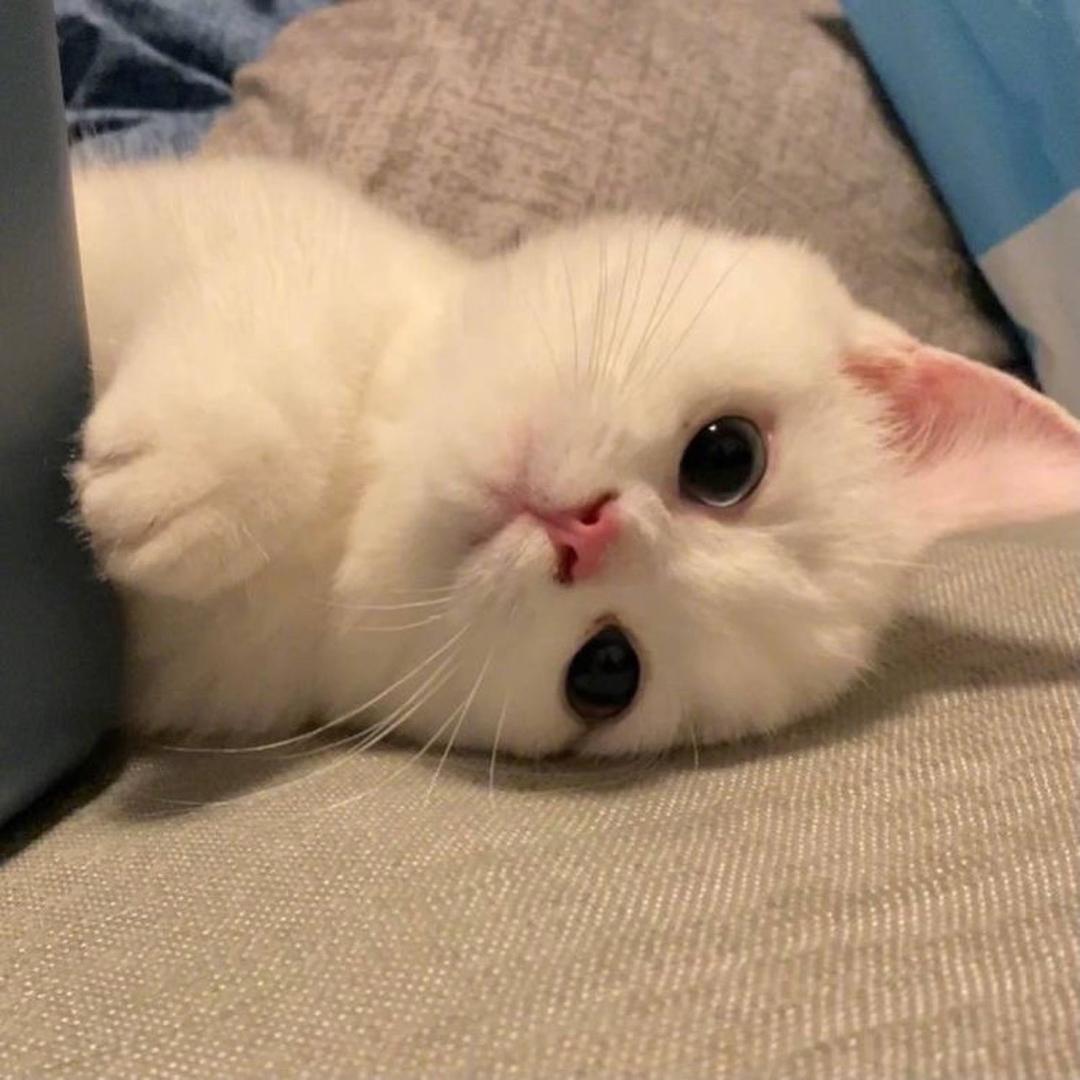 李拜六 🇨🇳