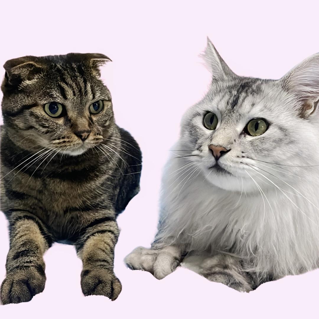 酸酸奶和冻干干