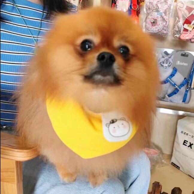 M芒果是个好吃狗