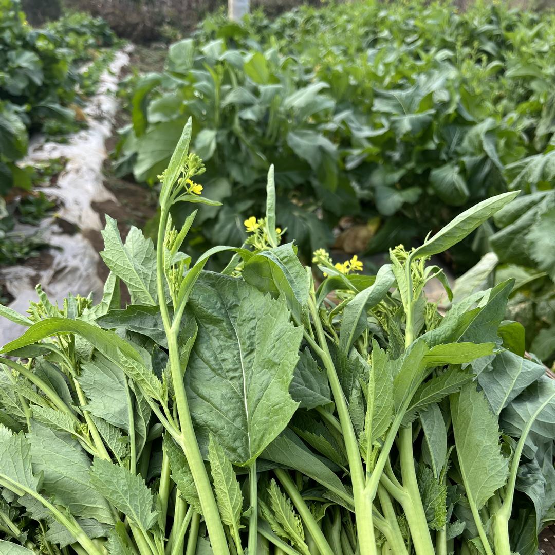 萌豆健康生鲜优品