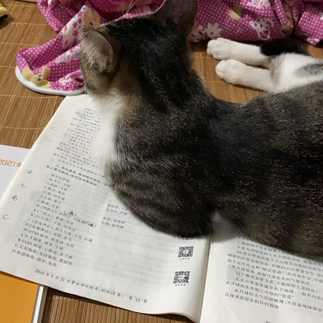 予与闹🐱