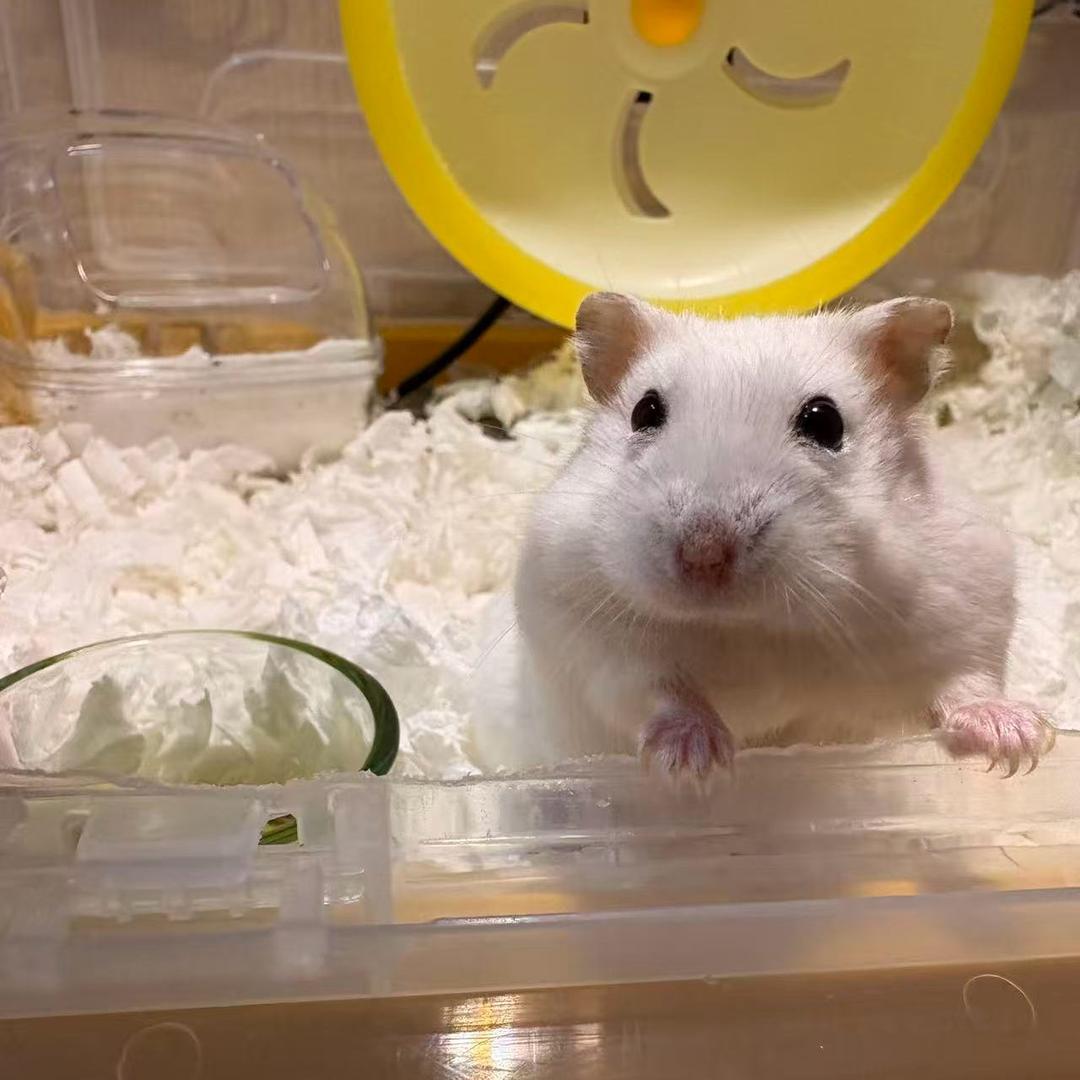 小ber不是小胖鼠