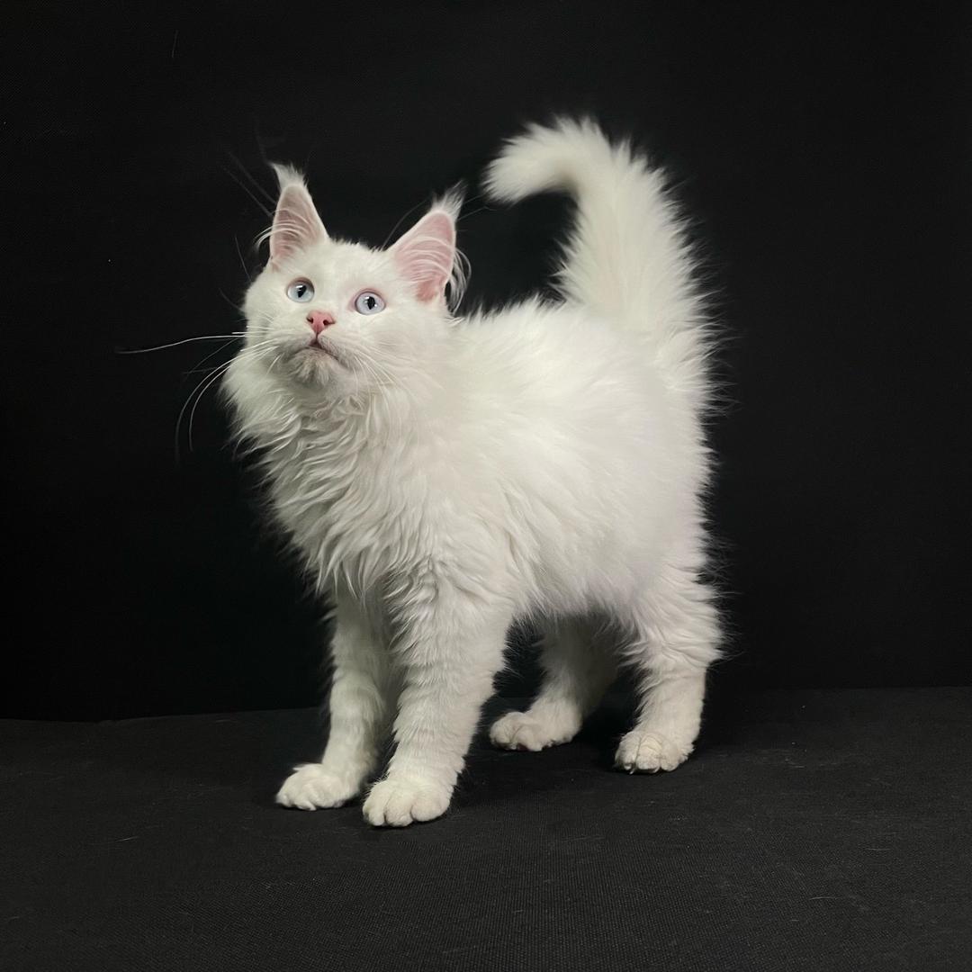 猫咪宿舍