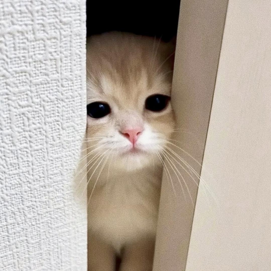 铃铃七
