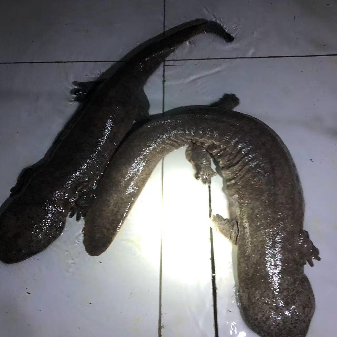 伊犁大鲵鲟鱼养殖基地