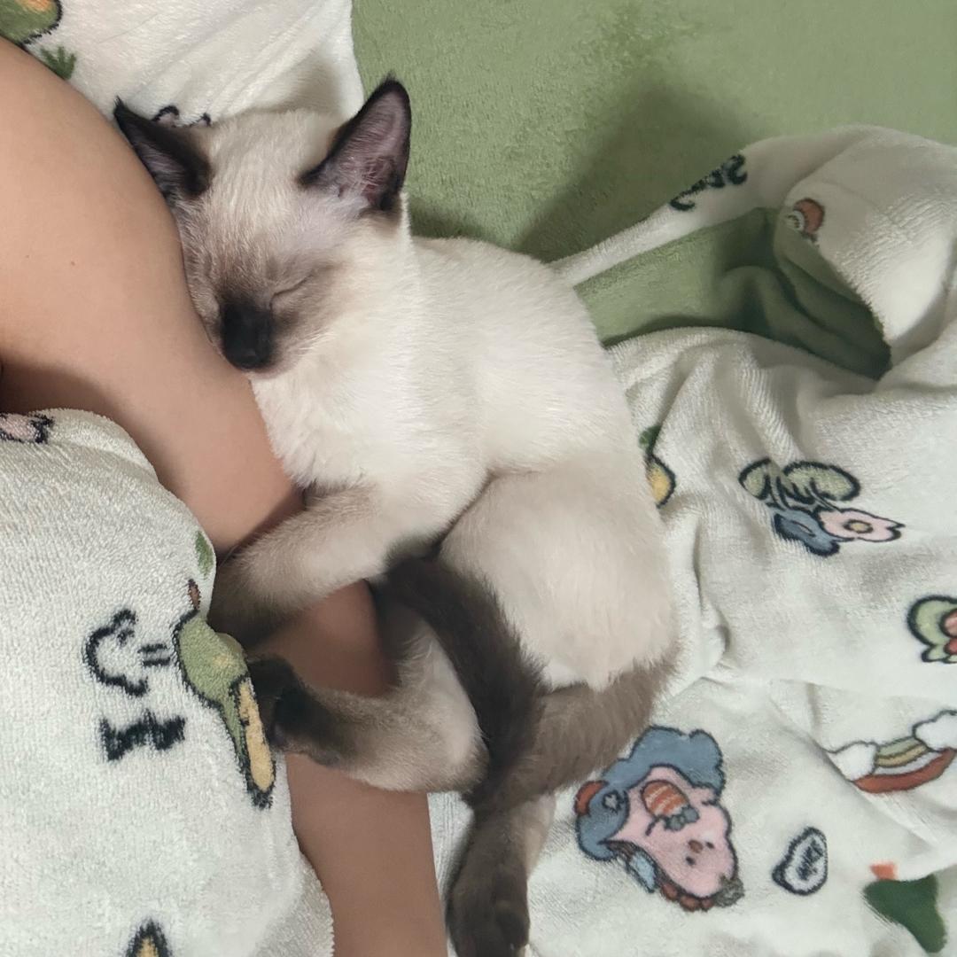 喵届首席供暖官