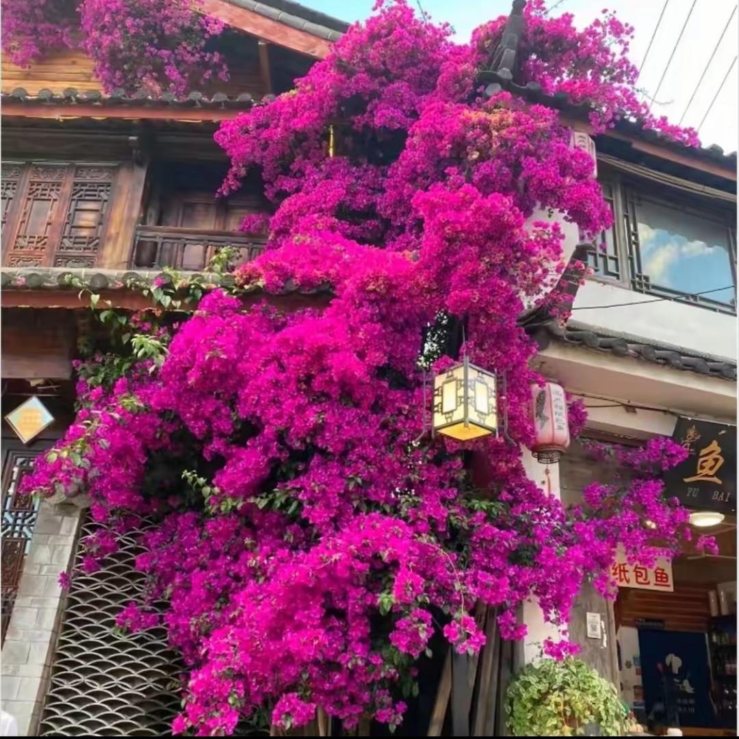 宜良县恒源苗木种植园