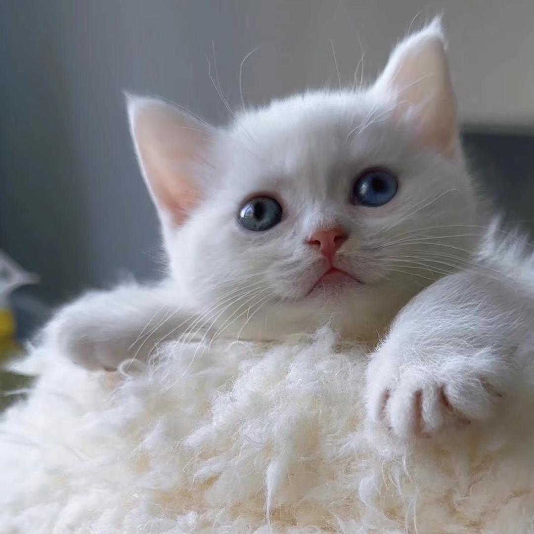 缝缝补补小猫咪