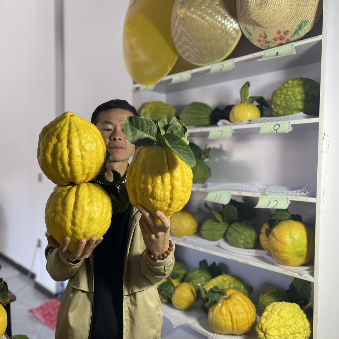 花语云香橼果