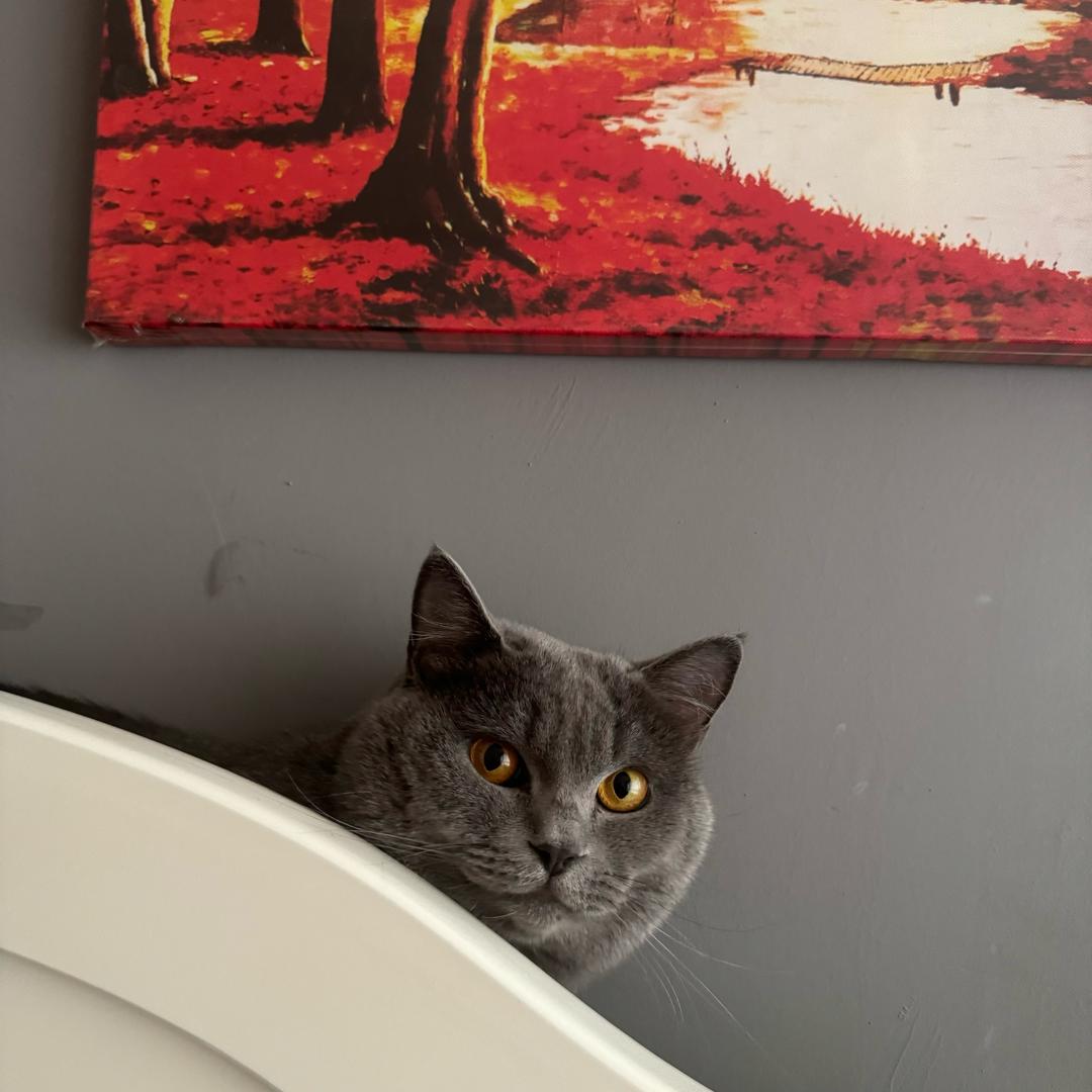 _猫婆婆