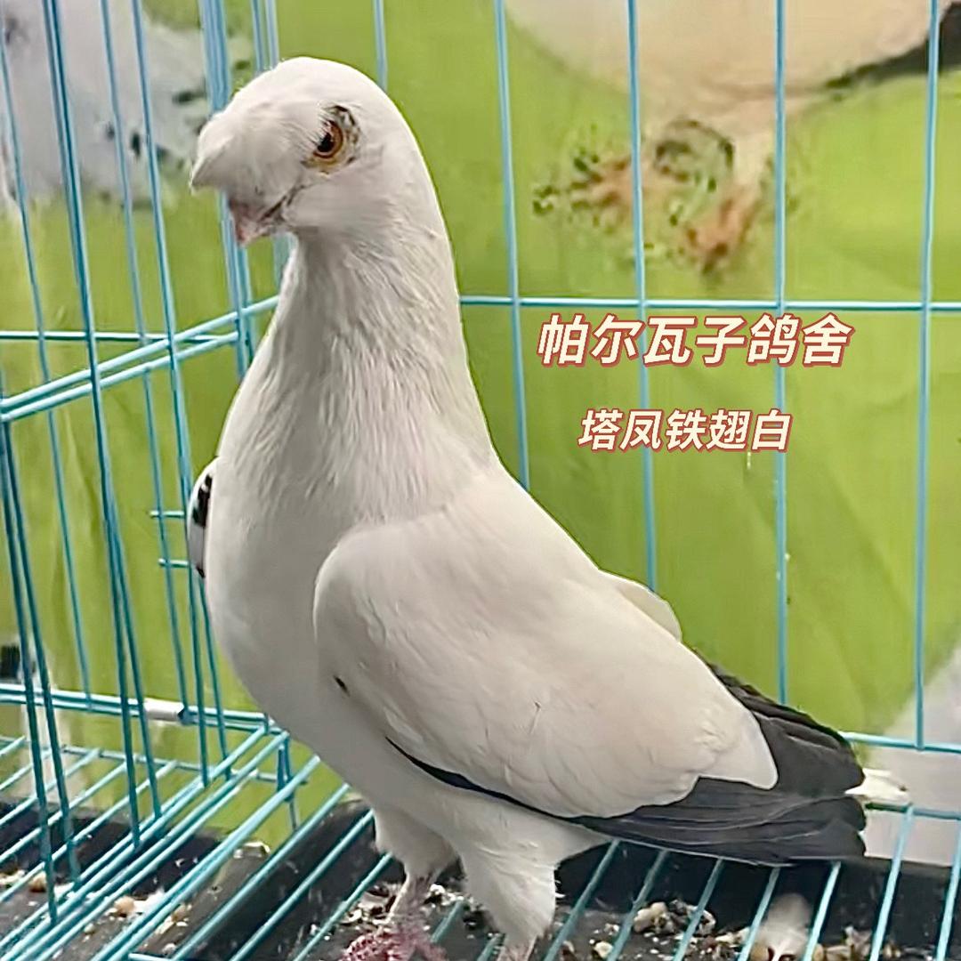 帕尔瓦子鸽舍（parwaz🕊）