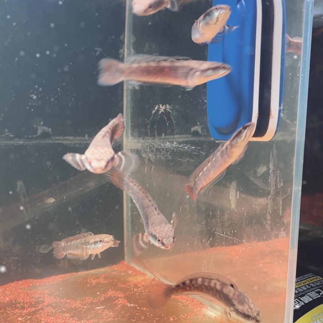 阿琪雷龙鱼🐠