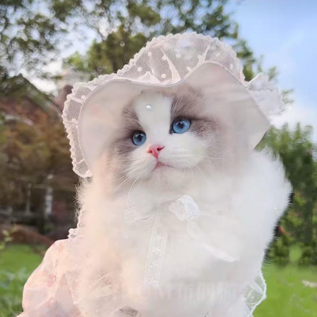 叮当喵🐱