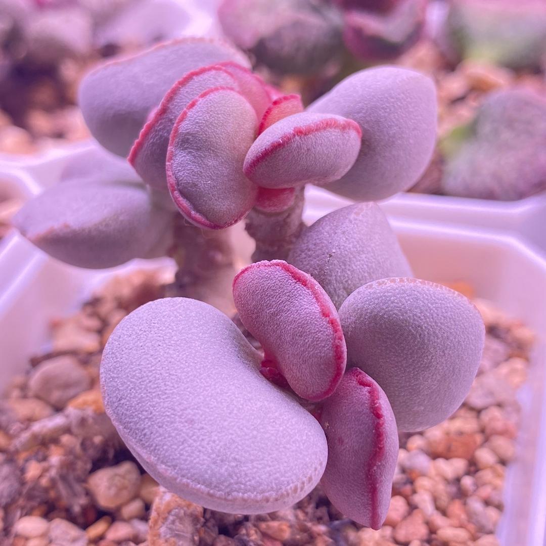 晟绮水泡多肉园