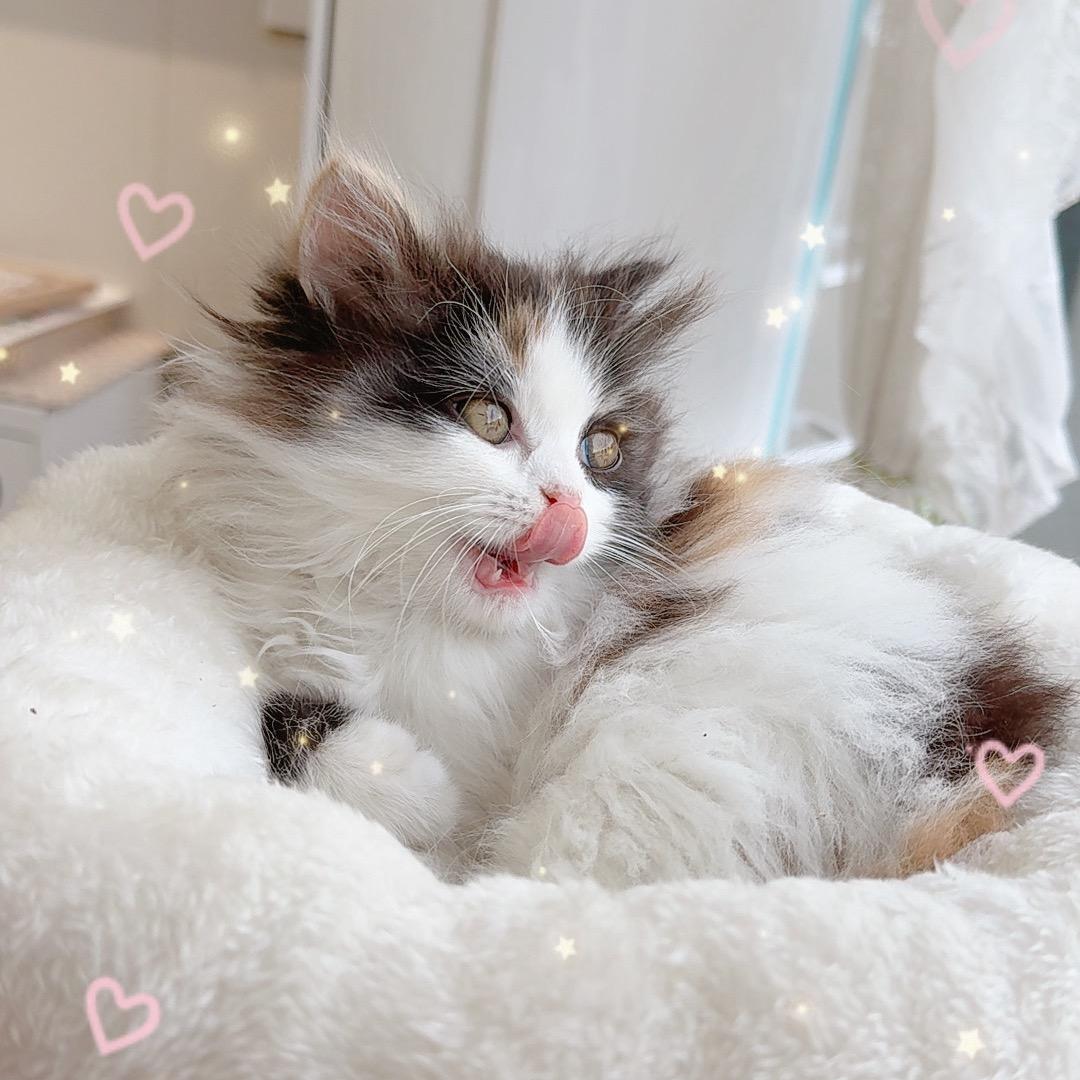 老姜家的猫