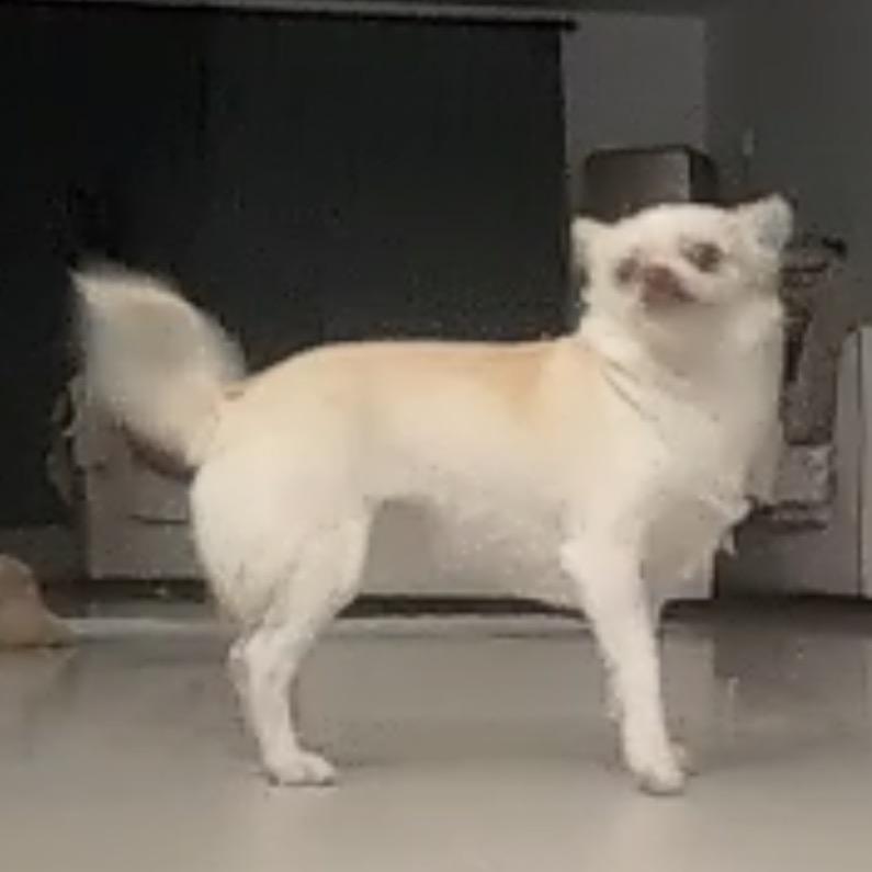 juno