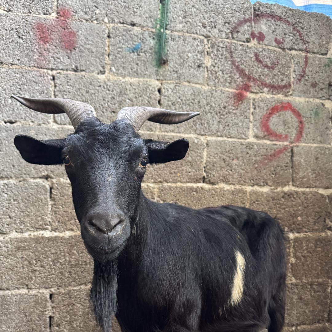 贵港羊王生鲜土货
