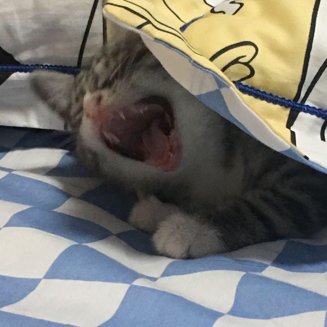 五一一是只猫
