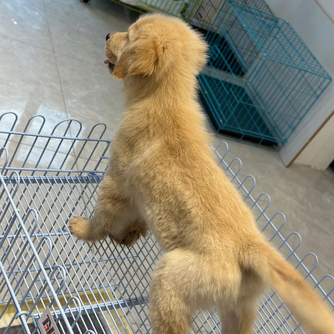 浪浪山宠物店（袍江宠物批发）