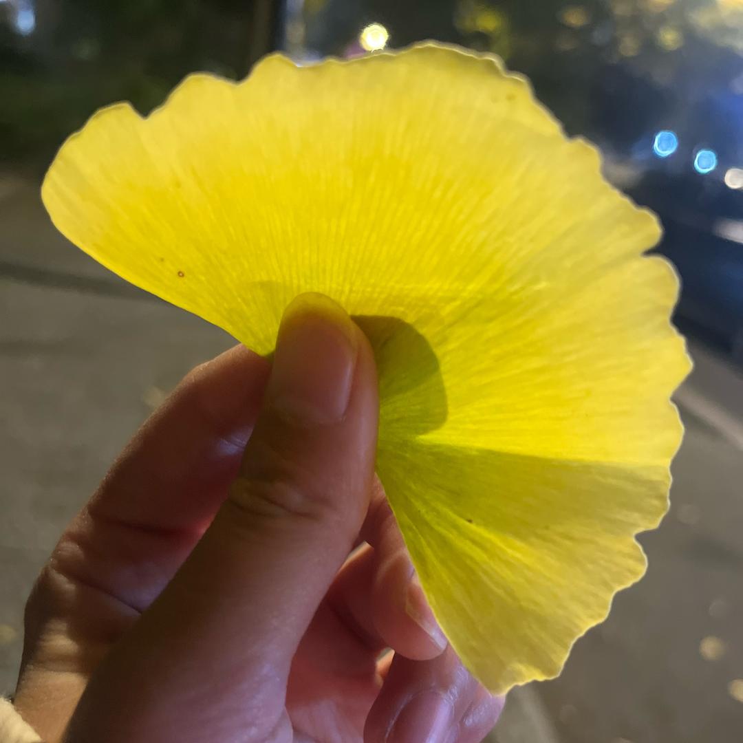 下里巴人🌴