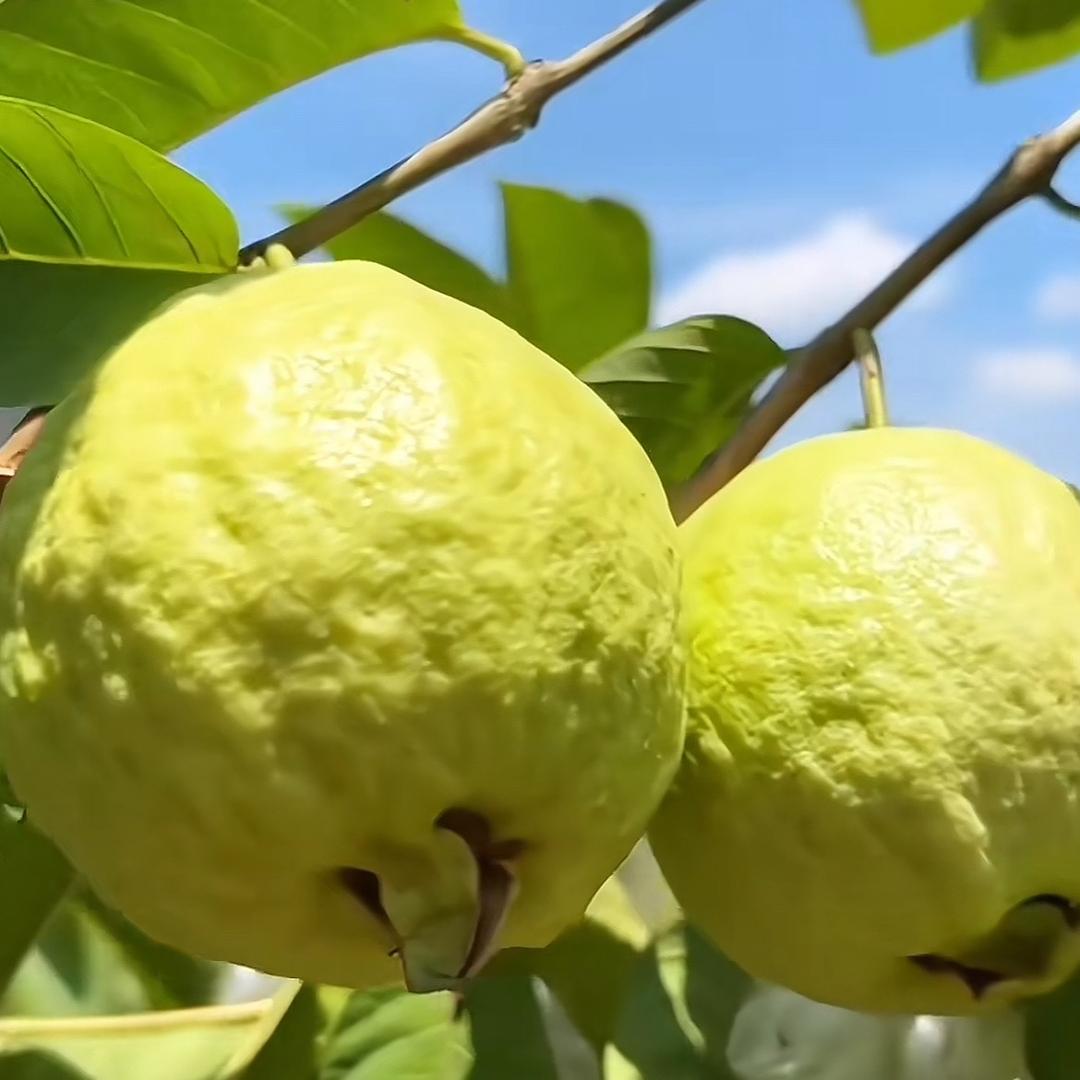 岭南奶油芭乐🥭