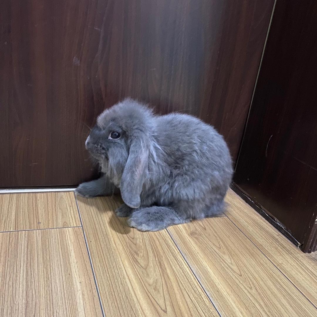 小灰开花栗鼠