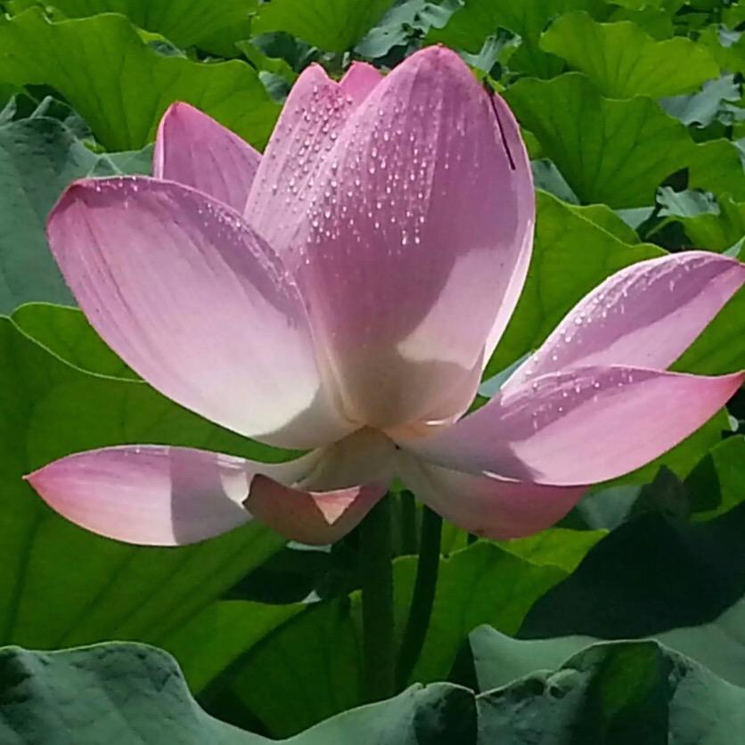 乔治小小桑🪷