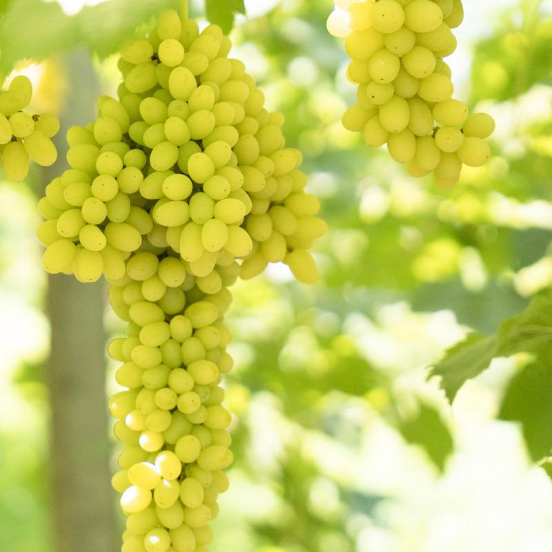 新疆应季水果助农季