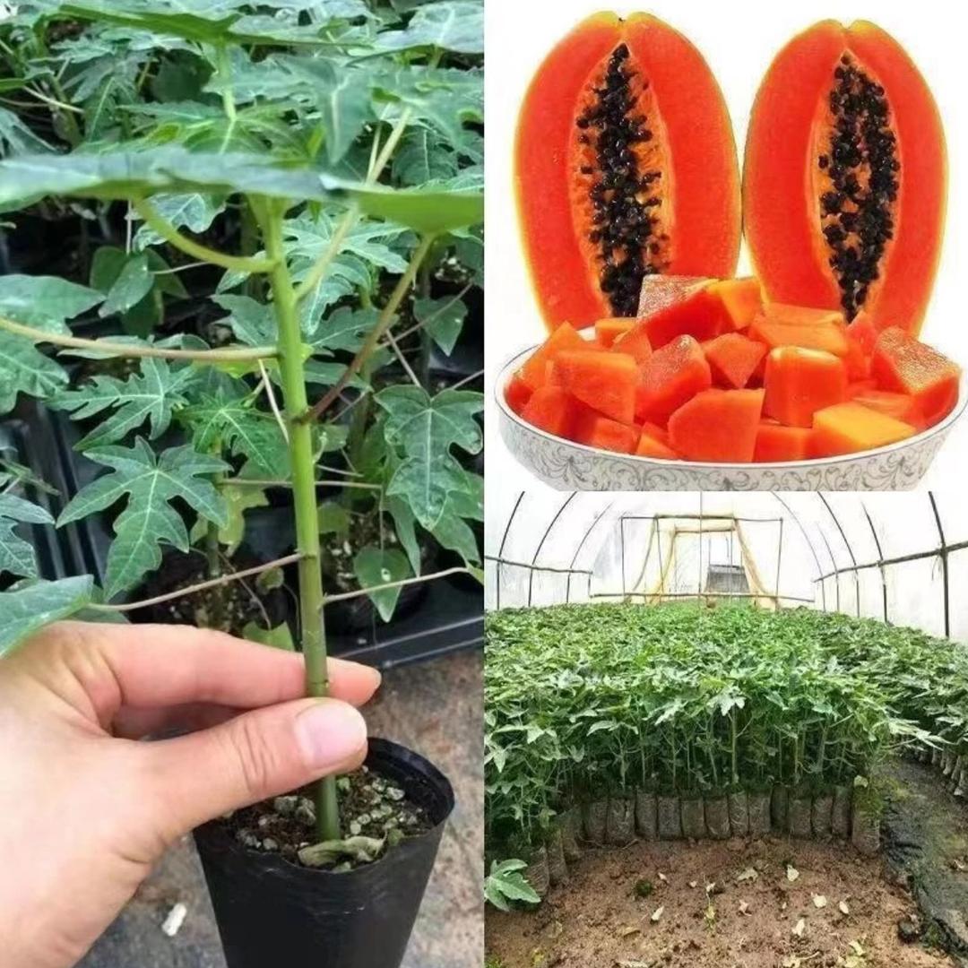 琪旺果树苗木专营店