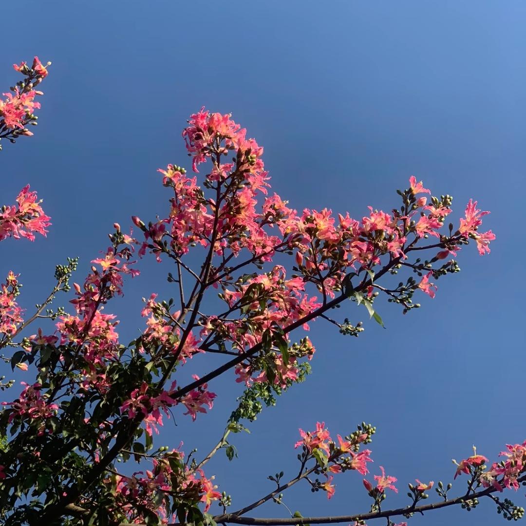 园美花园
