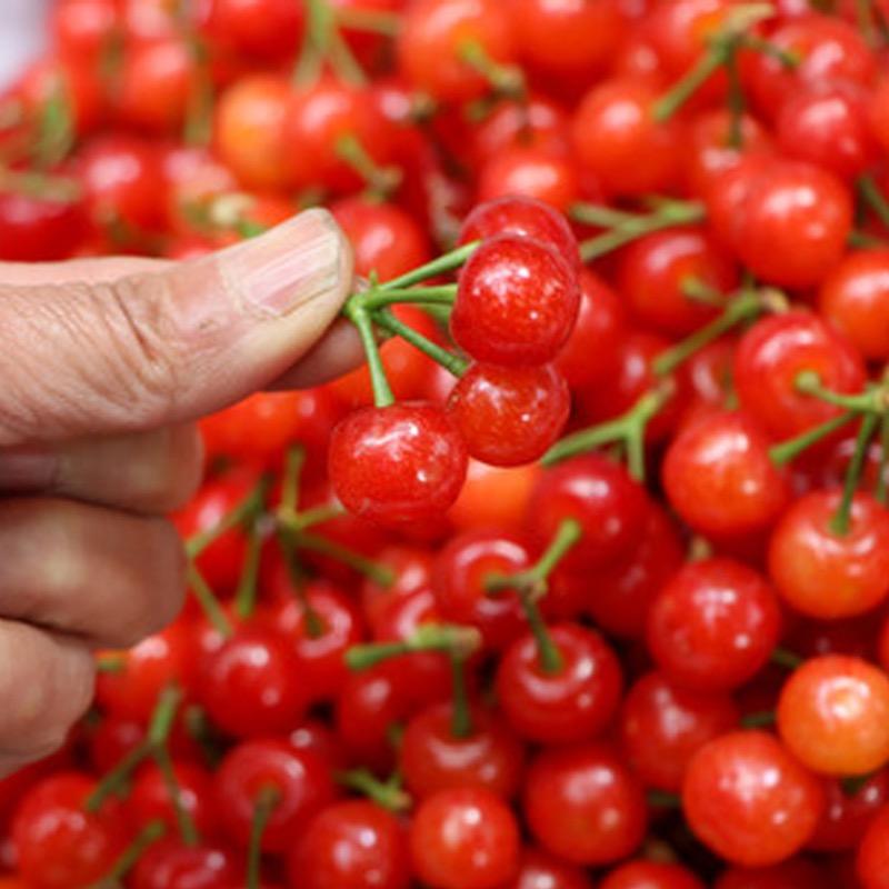 雀森澳大水果专卖店