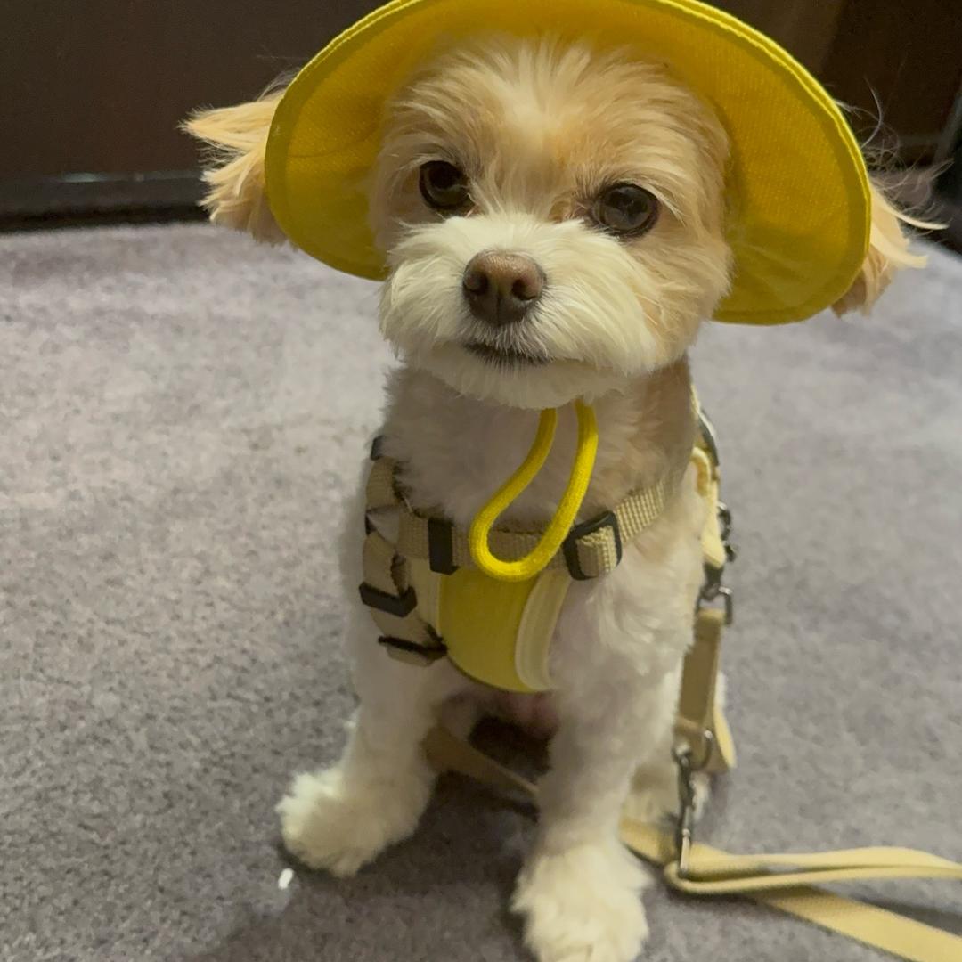 🍀幸运酱临🐟我