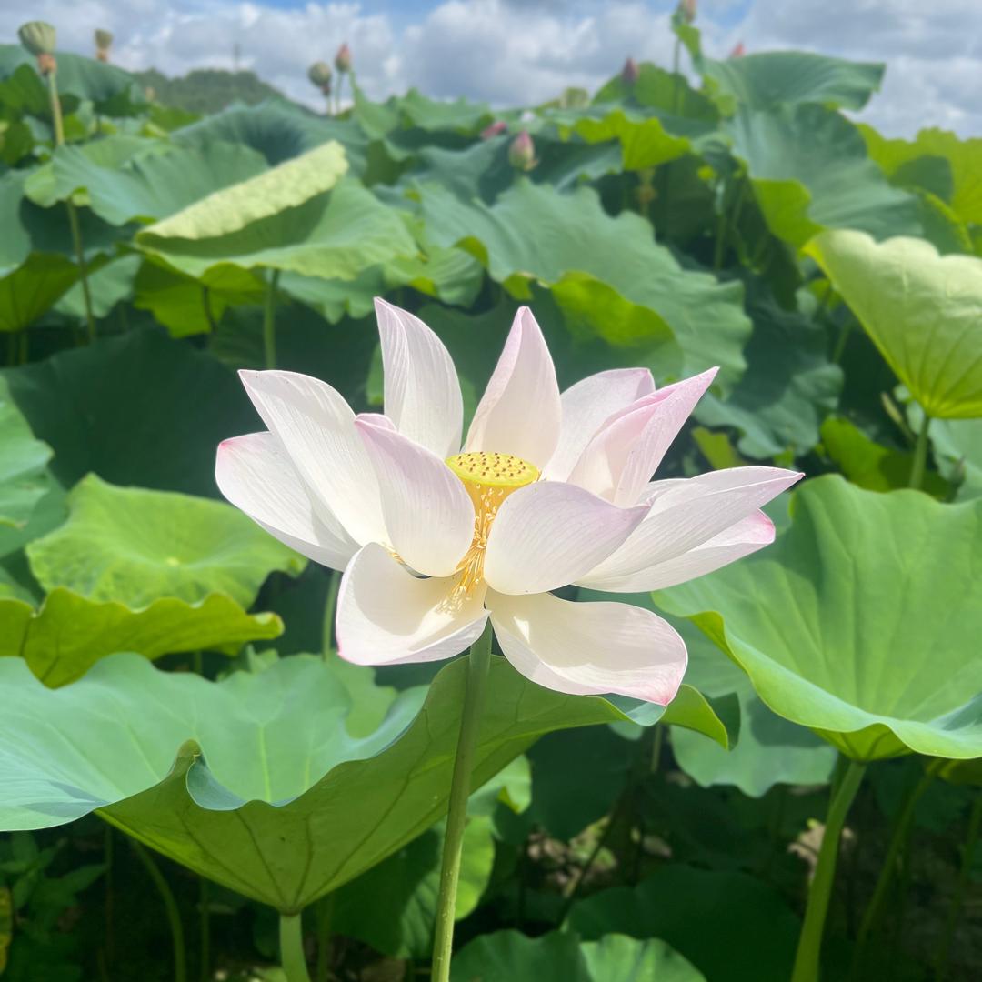 思思优选