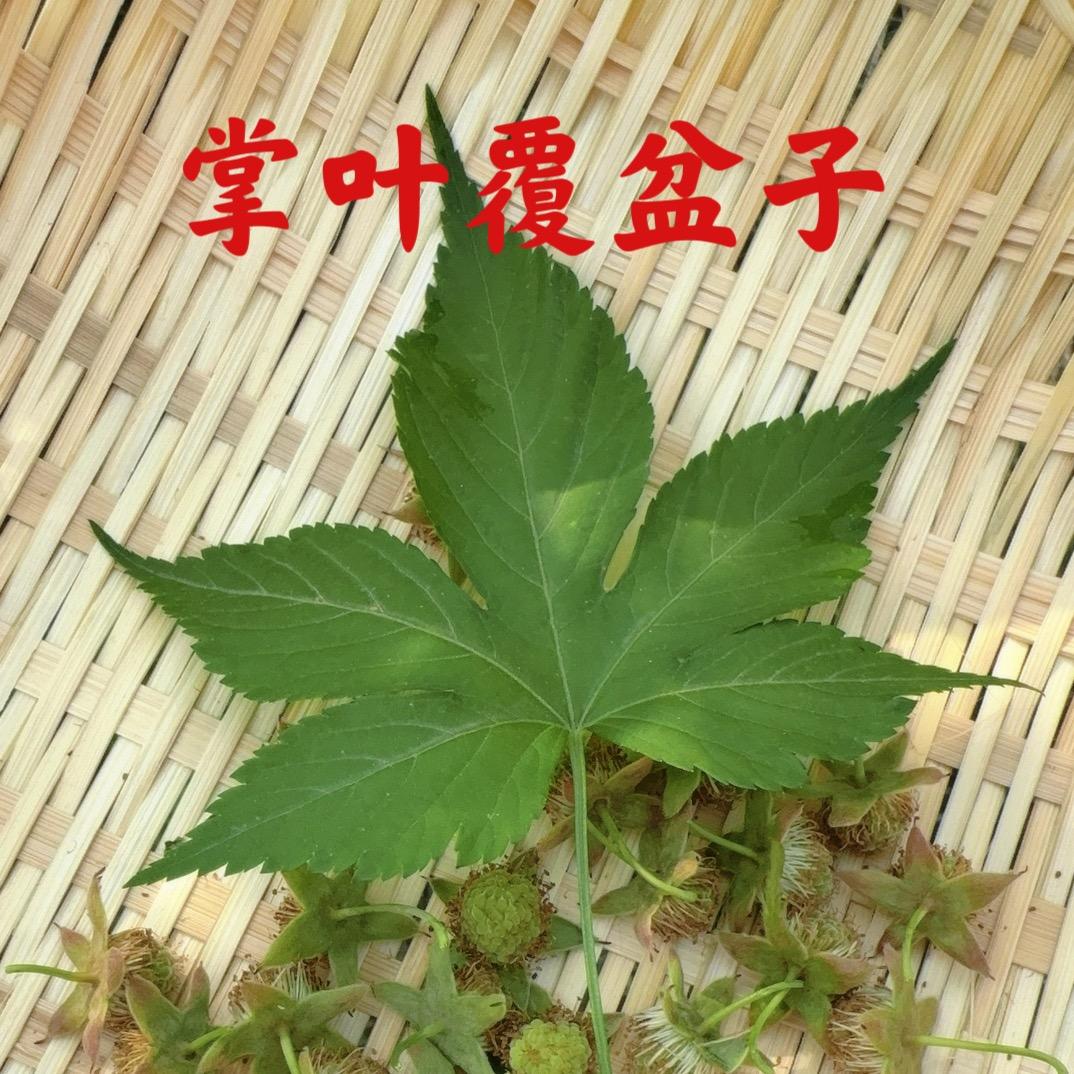 千岛湖草本优选