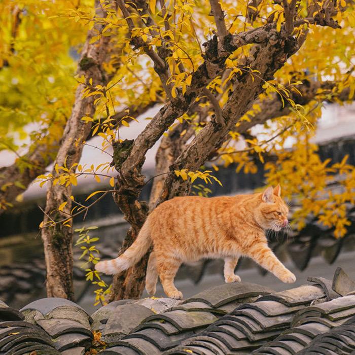 橘猫🐶