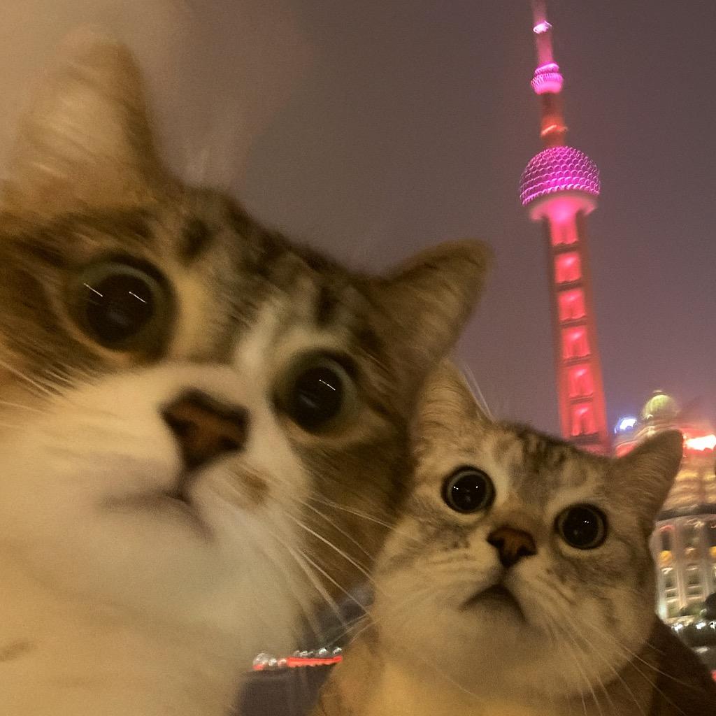 出逃99次的豪门少奶奶