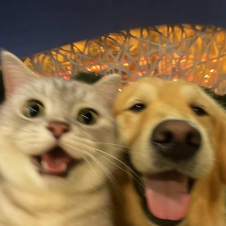 小猫不眨眼