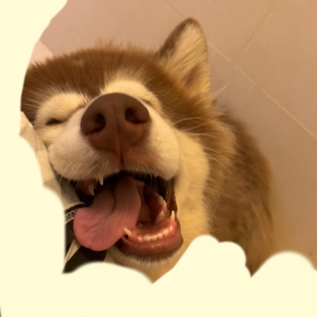 美味蟹黄堡