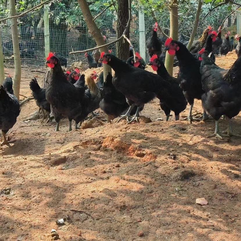 农村养鸡人