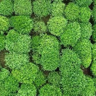 八戒说茶（西湖龙井）