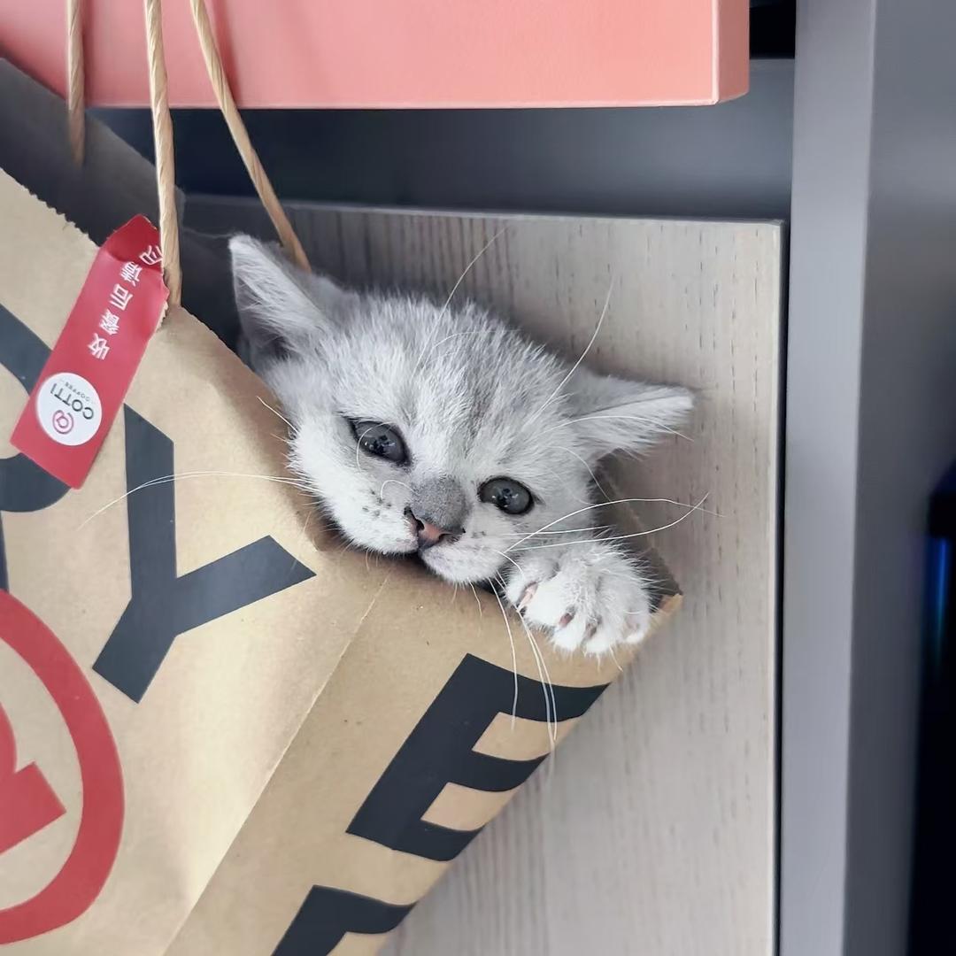 哆乐咪宠物小店