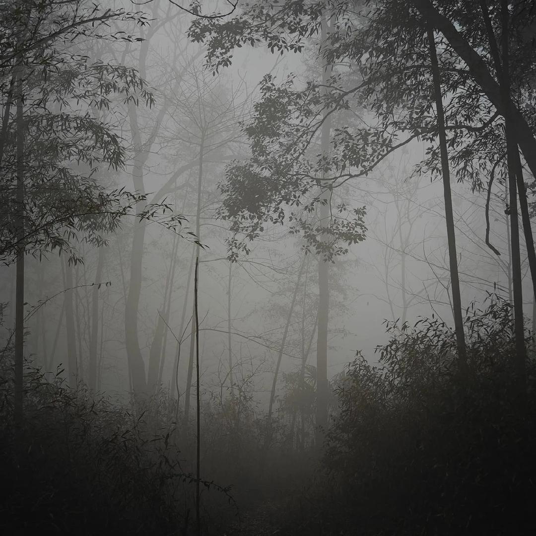 惊月花枝雾（团队招优）